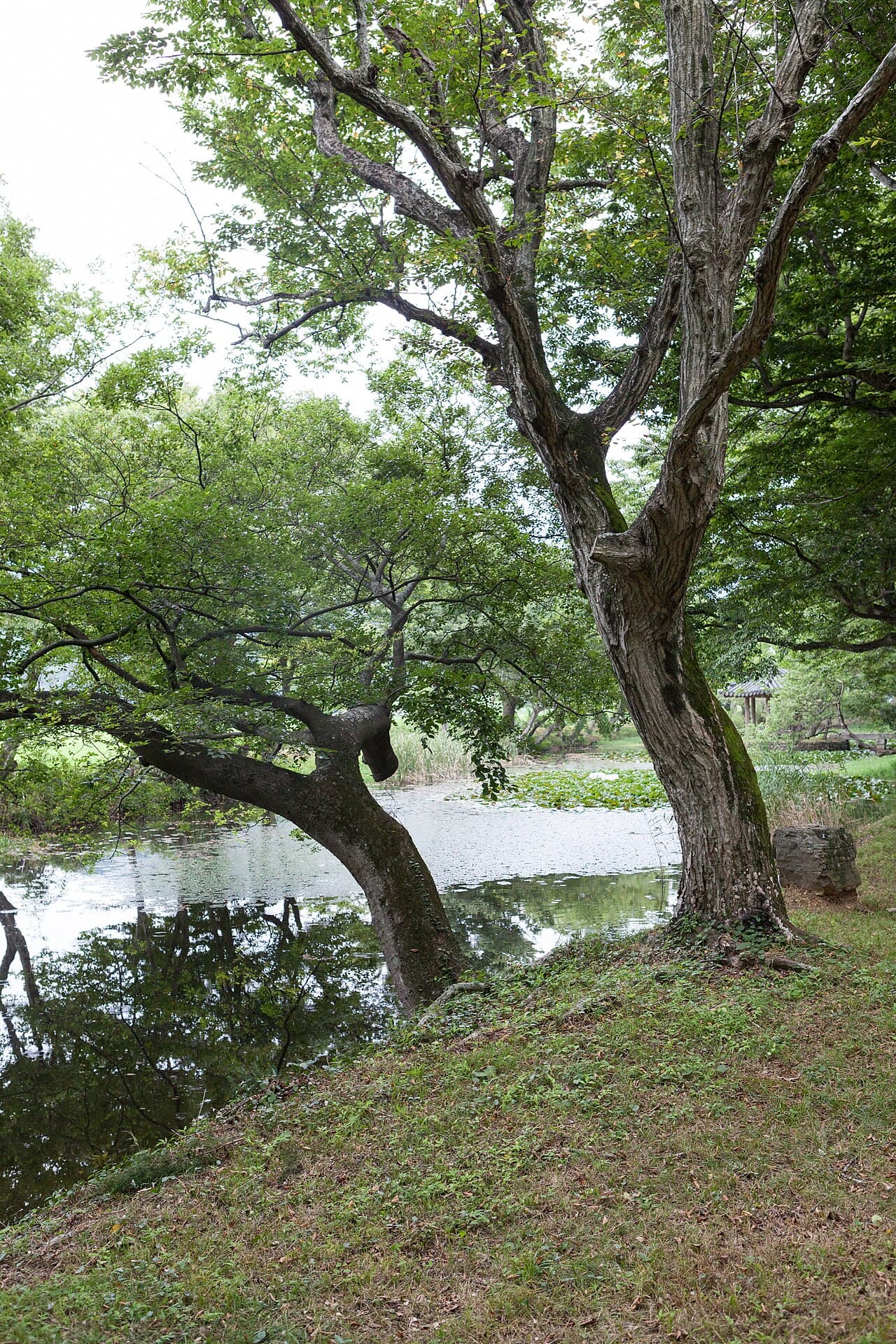 고성 장산숲 전경